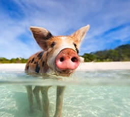 close view of a swimming pig